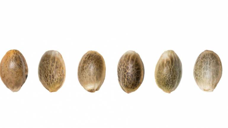What To Know Before You Grow Cannabis Seed