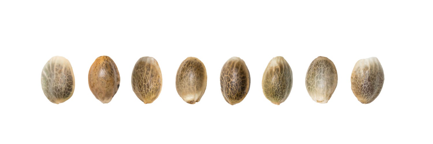 What To Know Before You Grow Cannabis Seed